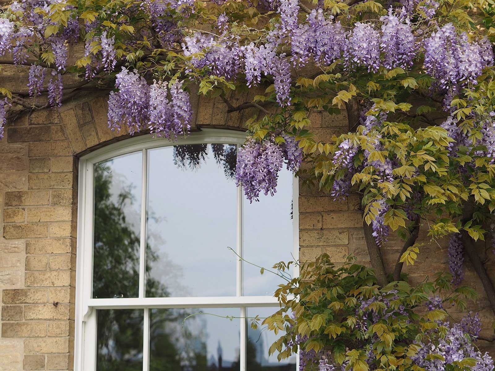 Sash windows